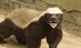 高尔夫平头哥最新爆料,揭秘高尔夫界神秘力量背后的真相